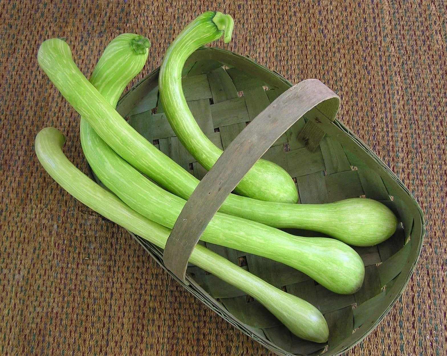 Squash Courgette Italienne Trombetta D'Albenga 25 Semi