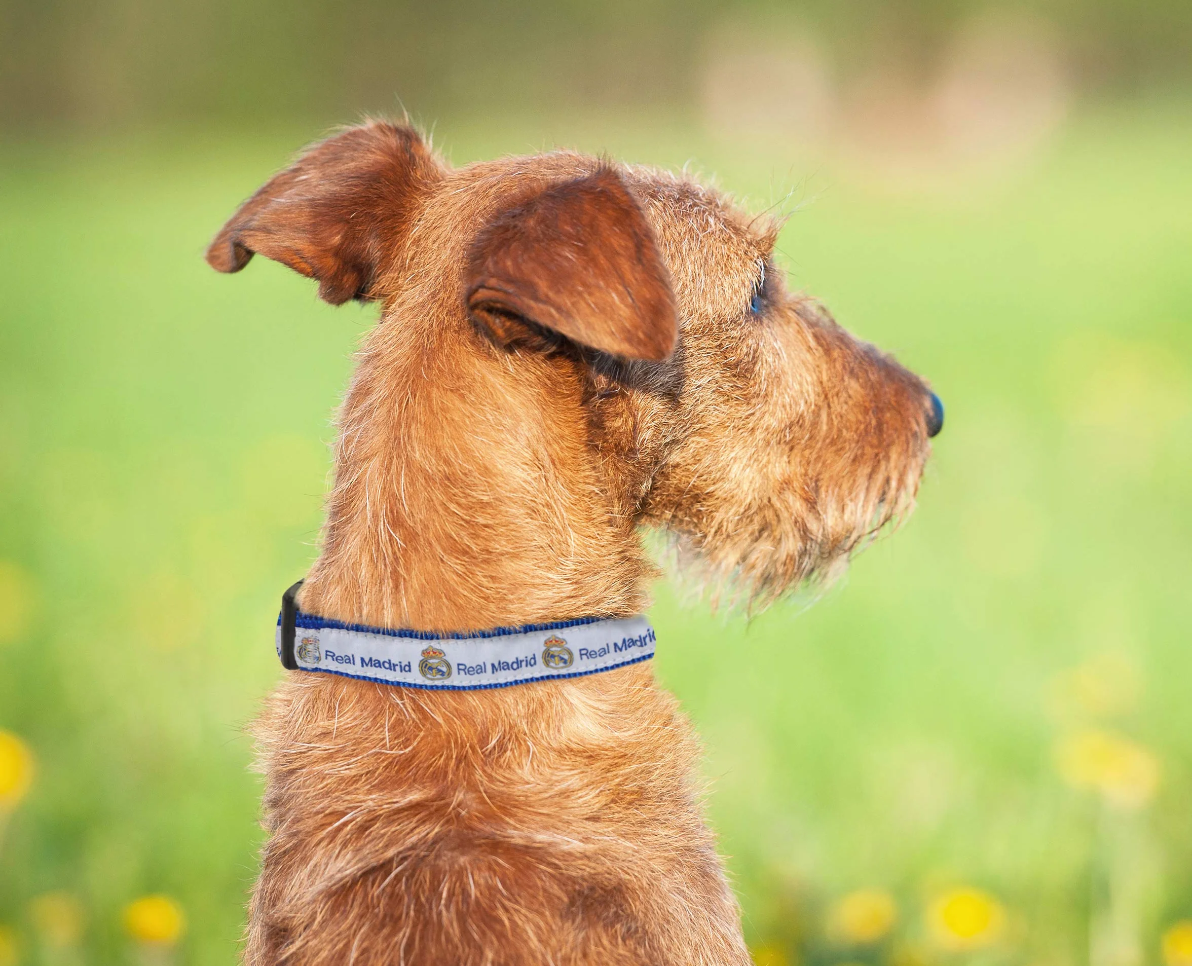Pets First Collare per cani Real Madrid, PET resistente, taglia L