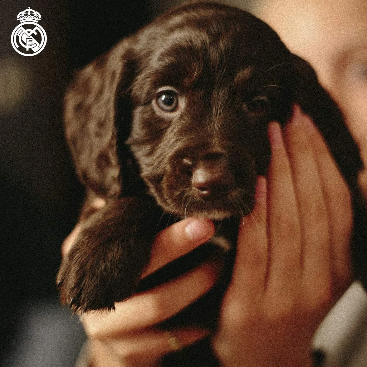 Real Madrid Felpa per Cani Taglia L Prodotto Ufficiale