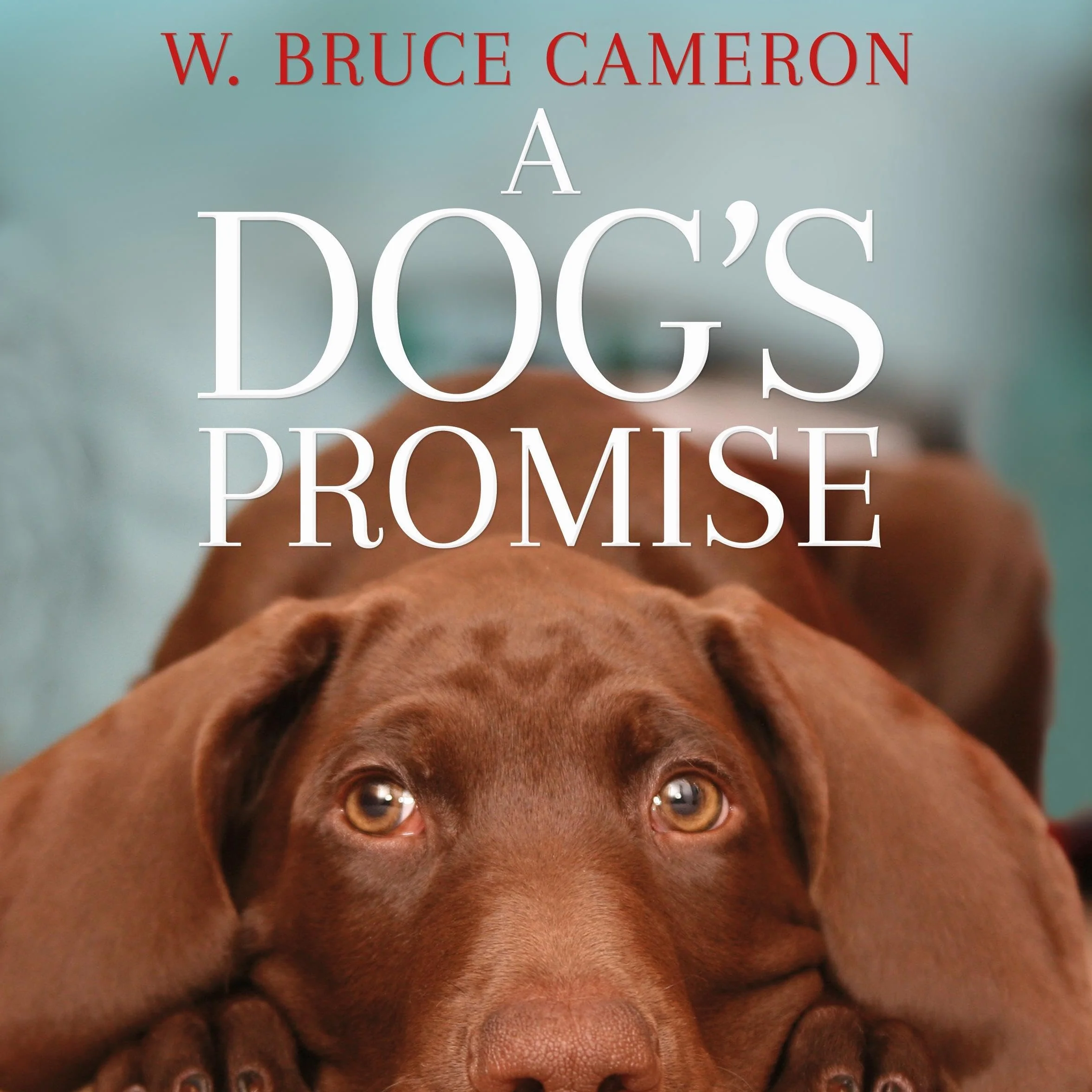 A Dog's Promise