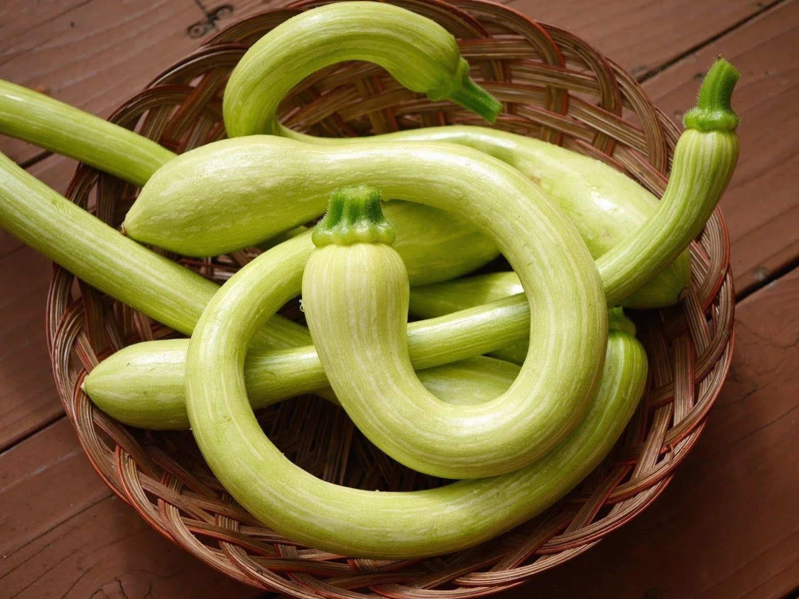 Squash Courgette Italienne Trombetta D'Albenga 25 Semi