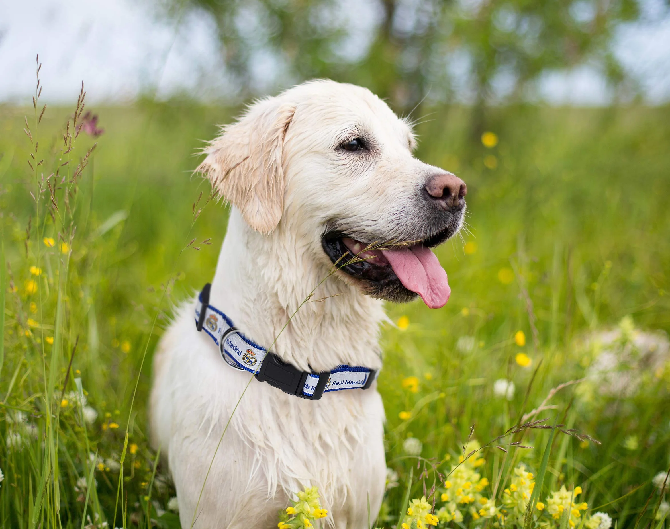 Pets First Collare per cani Real Madrid, PET resistente, taglia L