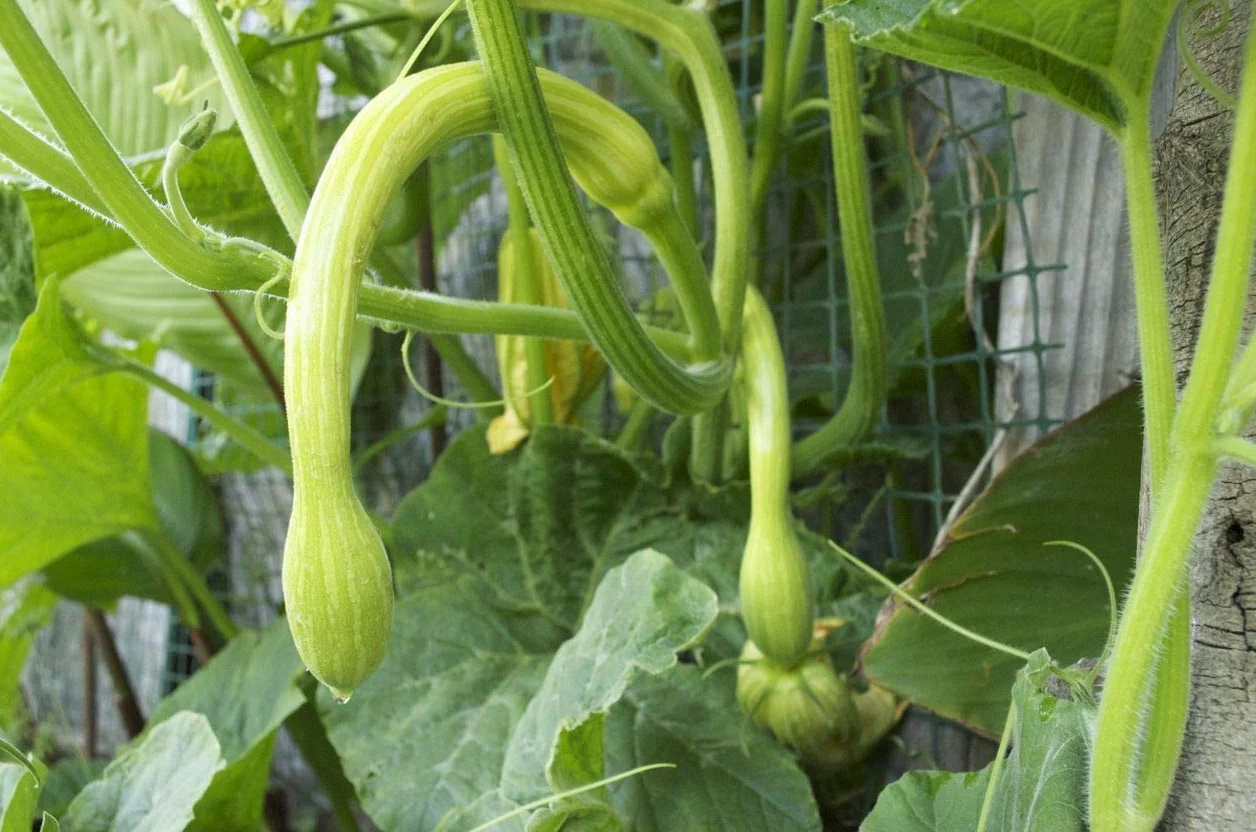 Squash Courgette Italienne Trombetta D'Albenga 25 Semi